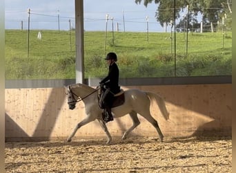 Duitse rijpony, Merrie, 15 Jaar, 140 cm, Schimmel