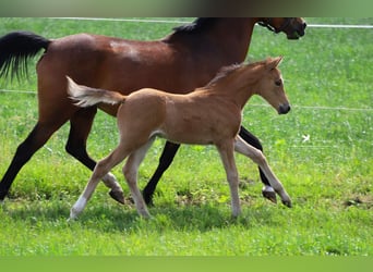 Duitse rijpony, Merrie, 15 Jaar, 142 cm, Bruin