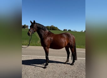 Duitse rijpony, Merrie, 15 Jaar, 142 cm, Bruin