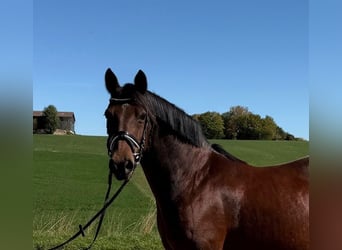 Duitse rijpony, Merrie, 15 Jaar, 142 cm, Bruin