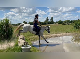 Duitse rijpony, Merrie, 15 Jaar, 144 cm, Vliegenschimmel