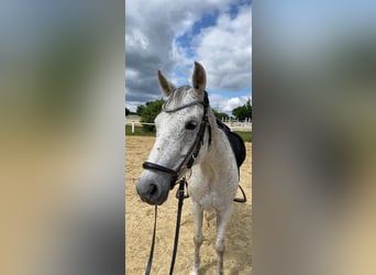 Duitse rijpony, Merrie, 15 Jaar, 144 cm, Vliegenschimmel