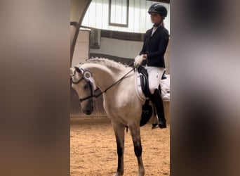 Duitse rijpony, Merrie, 15 Jaar, 145 cm, Appelschimmel