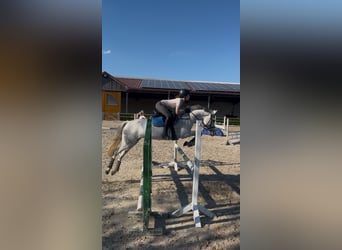 Duitse rijpony, Merrie, 15 Jaar, 145 cm, Appelschimmel