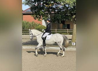 Duitse rijpony, Merrie, 15 Jaar, 145 cm, Appelschimmel