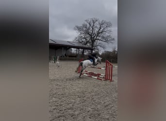 Duitse rijpony, Merrie, 15 Jaar, 145 cm, Appelschimmel