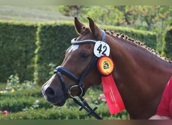 Duitse rijpony, Merrie, 15 Jaar, 145 cm, Donkere-vos