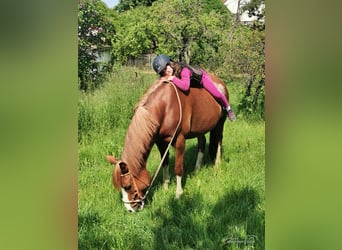 Duitse rijpony, Merrie, 15 Jaar, 145 cm, Vos