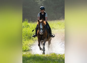 Duitse rijpony, Merrie, 15 Jaar, 145 cm, Vos