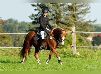 Duitse rijpony, Merrie, 15 Jaar, 145 cm, Vos