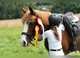 Duitse rijpony, Merrie, 15 Jaar, 145 cm, Vos