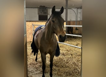 Duitse rijpony, Merrie, 15 Jaar, 146 cm, Bruin