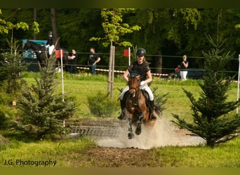 Duitse rijpony, Merrie, 15 Jaar, 146 cm, Bruin