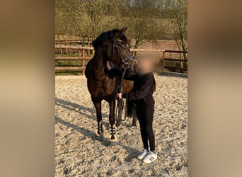 Duitse rijpony, Merrie, 15 Jaar, 146 cm, Donkerbruin