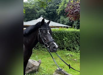 Duitse rijpony, Merrie, 15 Jaar, 146 cm, Zwart
