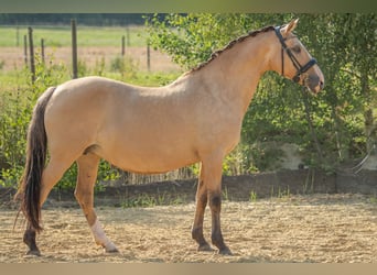 Duitse rijpony, Merrie, 15 Jaar, 147 cm, Falbe