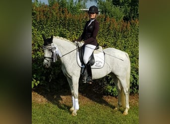 Duitse rijpony, Merrie, 15 Jaar, 147 cm, Vliegenschimmel