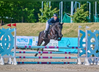 Duitse rijpony, Merrie, 15 Jaar, 148 cm, Zwart