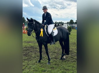 Duitse rijpony, Merrie, 15 Jaar, 148 cm, Zwart