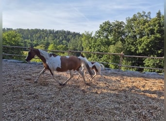 Duitse rijpony, Merrie, 15 Jaar, 149 cm, Tovereo-alle-kleuren