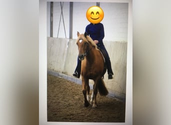 Duitse rijpony Mix, Merrie, 15 Jaar, 149 cm, Vos