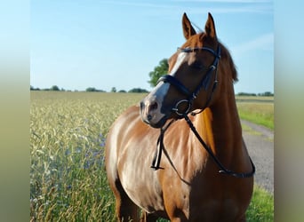 Duitse rijpony, Merrie, 15 Jaar, 150 cm, Vos