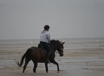 Duitse rijpony, Merrie, 15 Jaar, Donkerbruin