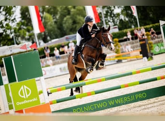 Duitse rijpony, Merrie, 16 Jaar, 138 cm, Roodbruin