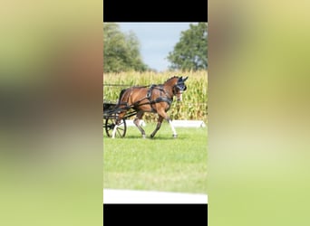 Duitse rijpony, Merrie, 16 Jaar, 139 cm, Bruin