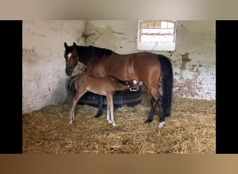 Duitse rijpony, Merrie, 16 Jaar, 142 cm, Bruin