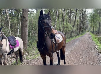 Duitse rijpony, Merrie, 16 Jaar, 144 cm, Bruin