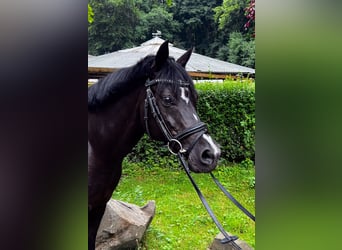 Duitse rijpony, Merrie, 16 Jaar, 144 cm, Zwart