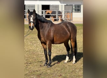 Duitse rijpony, Merrie, 16 Jaar, 145 cm, Donkerbruin