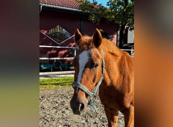 Duitse rijpony, Merrie, 16 Jaar, 146 cm, Vos