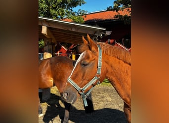 Duitse rijpony, Merrie, 16 Jaar, 146 cm, Vos