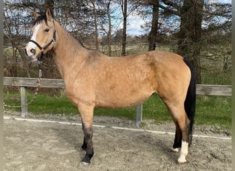 Duitse rijpony, Merrie, 16 Jaar, 147 cm, Falbe