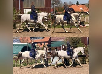 Duitse rijpony, Merrie, 16 Jaar, 148 cm, Schimmel