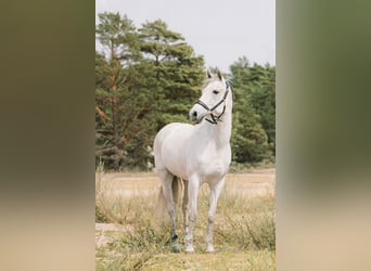 Duitse rijpony, Merrie, 16 Jaar, 148 cm, Schimmel