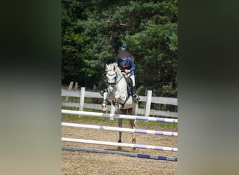 Duitse rijpony, Merrie, 16 Jaar, 148 cm, Schimmel