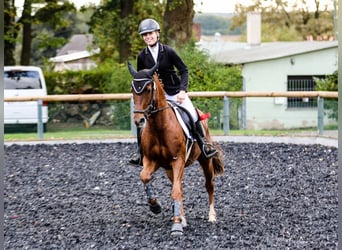 Duitse rijpony, Merrie, 16 Jaar, 148 cm, Vos