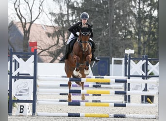 Duitse rijpony, Merrie, 16 Jaar, 148 cm, Vos