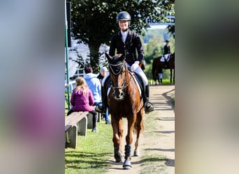 Duitse rijpony, Merrie, 16 Jaar, 148 cm, Vos