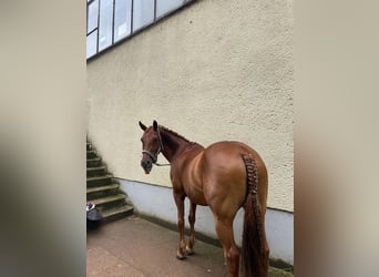 Duitse rijpony, Merrie, 16 Jaar, 148 cm, Vos