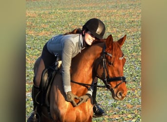 Duitse rijpony, Merrie, 16 Jaar, 148 cm, Vos
