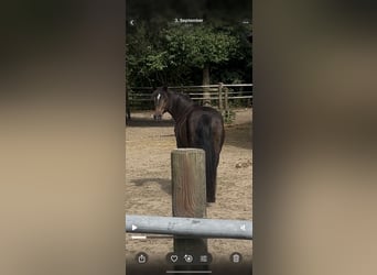 Duitse rijpony Mix, Merrie, 17 Jaar, 120 cm, Donkerbruin