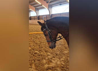 Duitse rijpony, Merrie, 17 Jaar, 133 cm, Donkerbruin