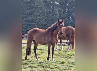 Duitse rijpony, Merrie, 17 Jaar, 138 cm, Bruin