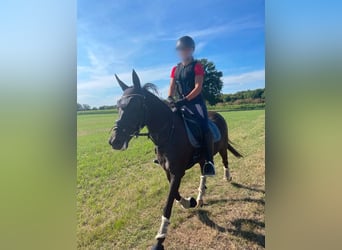 Duitse rijpony, Merrie, 17 Jaar, 142 cm, Zwartbruin