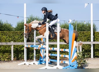 Duitse rijpony, Merrie, 17 Jaar, 146 cm, Gevlekt-paard