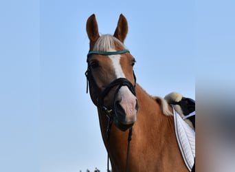 Duitse rijpony, Merrie, 17 Jaar, 146 cm, Palomino